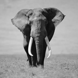 elephant-co.com